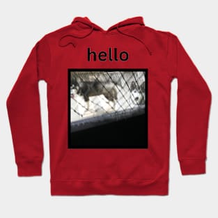 Husky Dogs Staring Hello Caption Hoodie